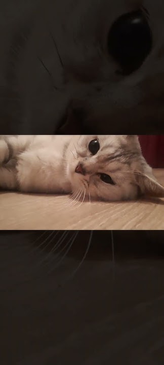 Это наш Персей второй член нашей семьи ,порой мне кажется что наша мама ...