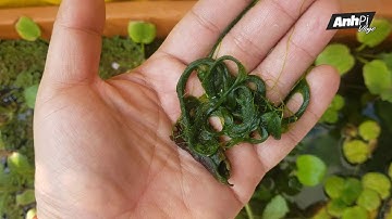 RÊU TÓC là gì và tác hại của rêu tóc trong hồ cá | Guppy Diary #139