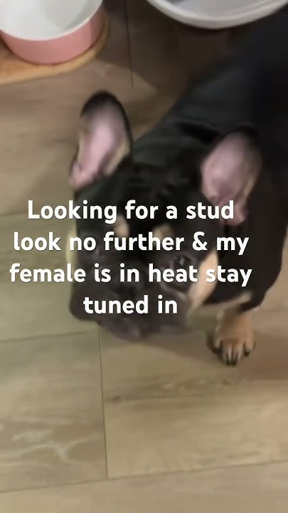 my-french-bulldog-is-in-heat-frenchbulldog-frenchie-puppy-youtube