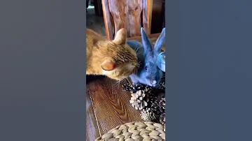Симба и Кролик😸🐰
