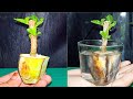 Growing cutting in banana peel fertilizer...