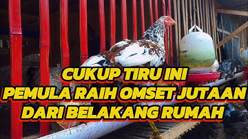 CARA BUDIDAYA AYAM KAMPUNG UNTUNG BERLIMPAH UNTUK PEMULA
