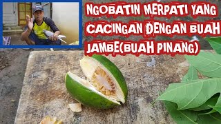 CARA NGOBATIN MERPATI CACINGAN DENGAN JAMBE(BUAH PINANG)