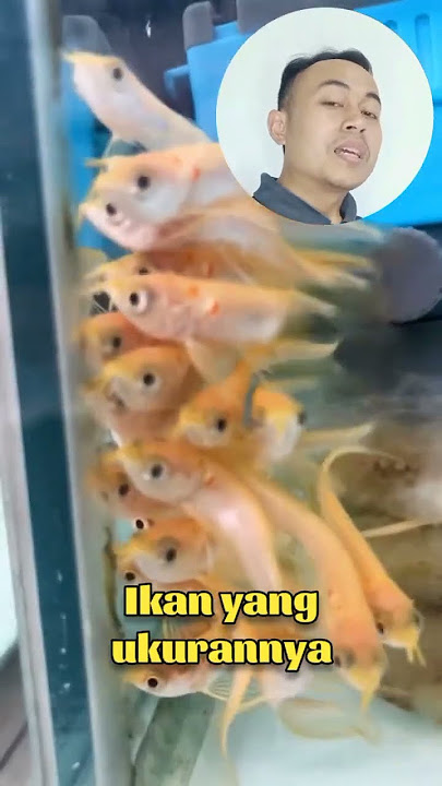 Silver albino arowana price 170 #arowana #ornamental fish #predator fish