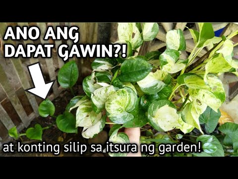 Video: Bakit Nawawalan ng mga Dahon ng Oleander Ko: Pag-troubleshoot sa Pagbagsak ng Oleander Leaf