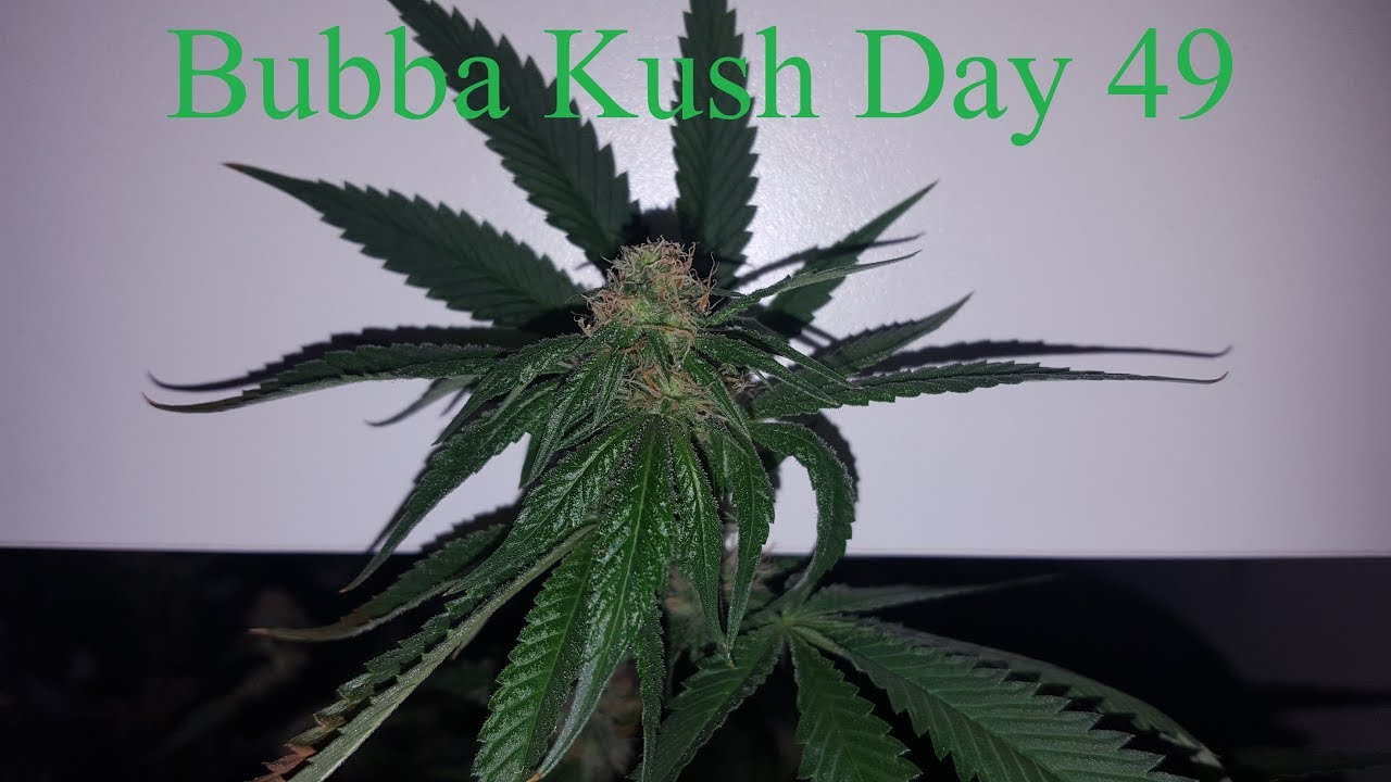 Cloudponics Grow Day 49 Bubba Kush