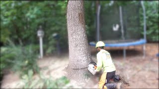 15 second tree removal video. Crane ramoving tree filmed with drone. Arbormax tree service