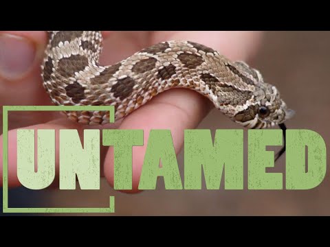 The Snakes Important Role in Our Environment