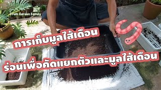 การเก็บมูลไส้เดือน ร่อนเพื่อคัดแยกตัวและมูลไส้เดือน