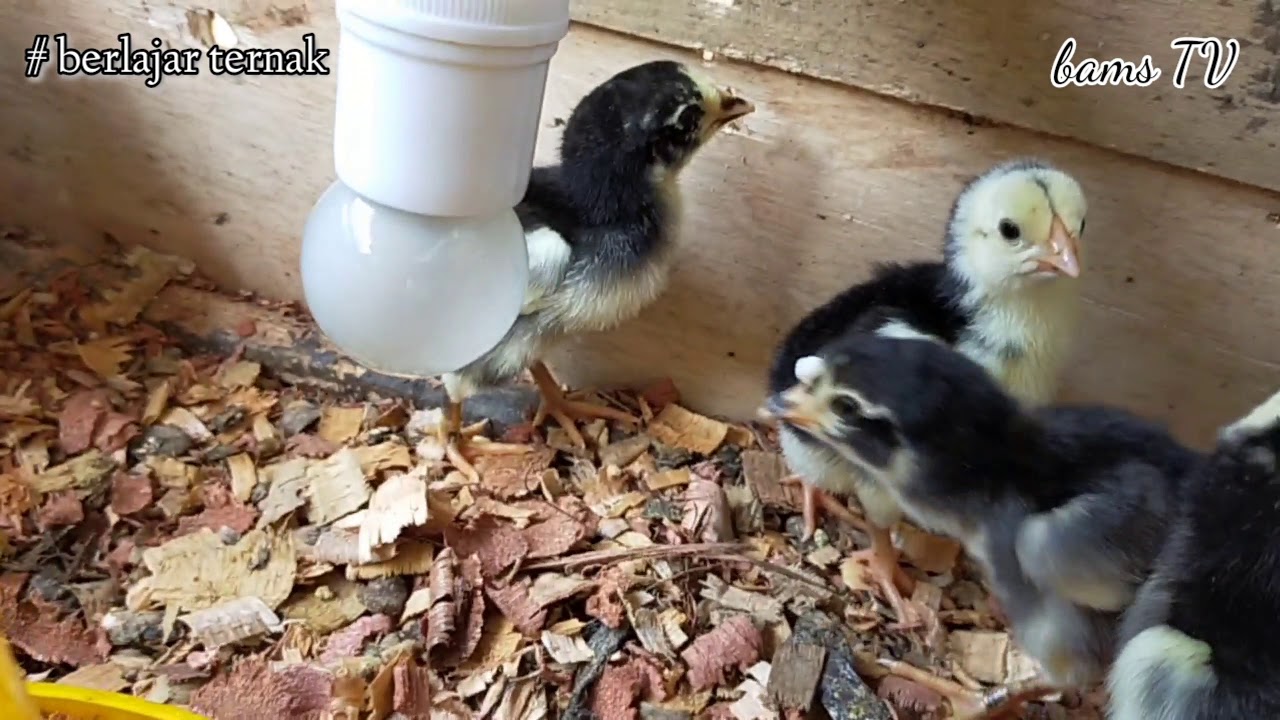 Belajar ternak ayam kampung super part 