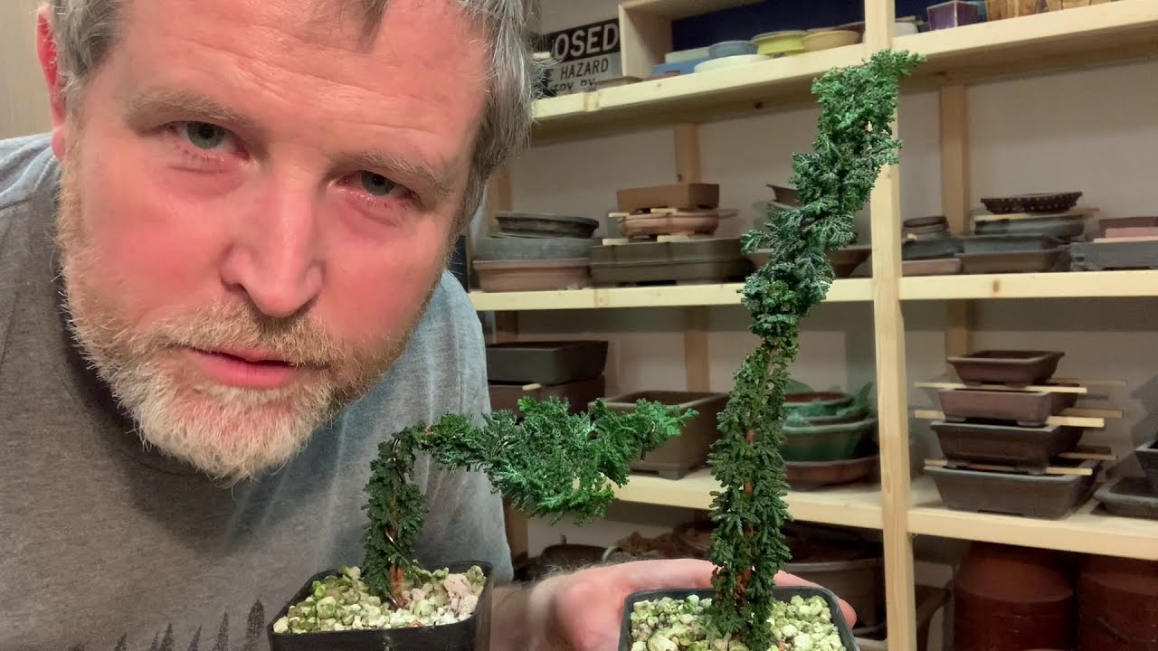 Bonsaify | Sekka Hinoki Cypress Formal Upright Bonsai Starts | Bonsaify Minute