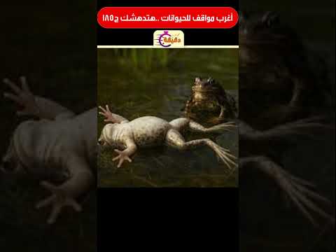 أغرب مواقف للحيوانات هتدهشك ج185