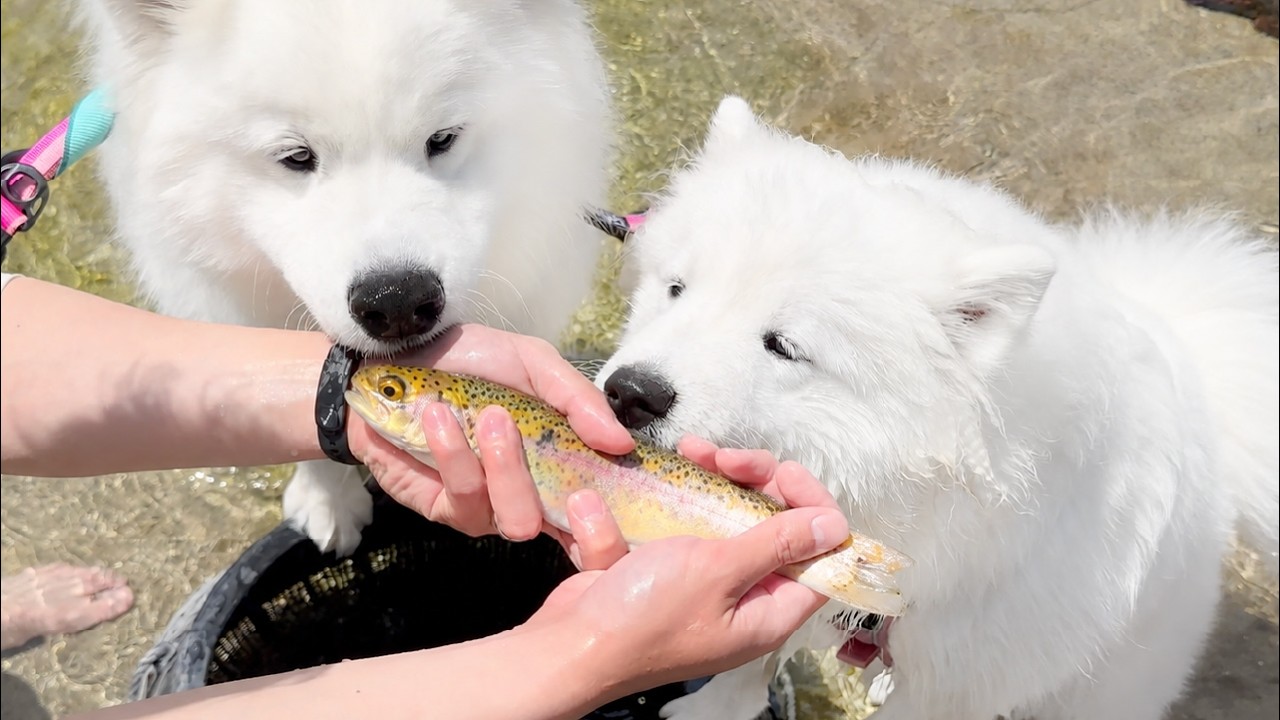 Dog Catches a Fish for the First Time and Immediately Tries to Run