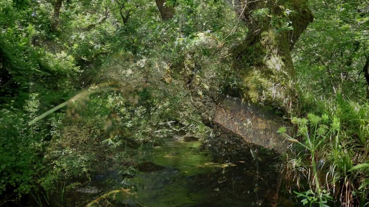 A Re-Enchanted World (short promo)