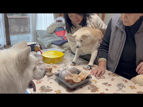 毎日子育て頑張ってくれている大好きなママの誕生日&バレンタインを大喜びでお祝いするサモエドと柴犬