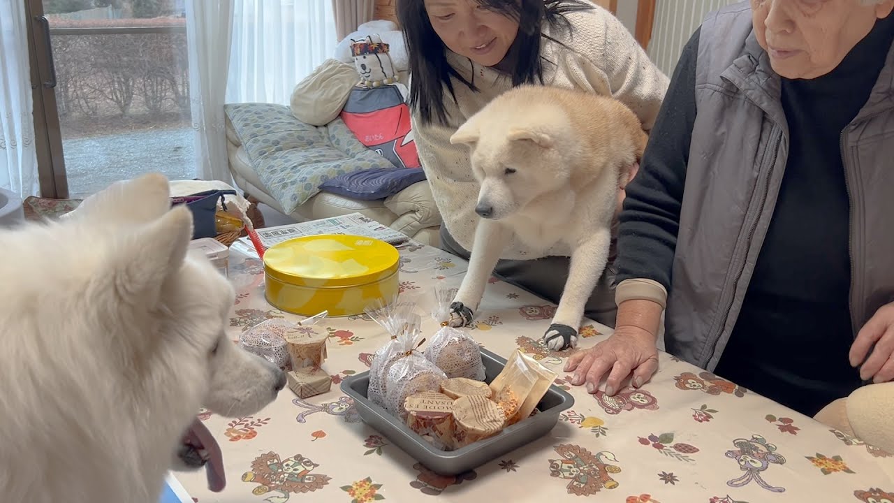 A Samoyed and a Shiba Inu happily celebrate their beloved mother's