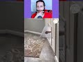 Funny Animal Videos 2026 😅 - Funniest Dogs and Cats Videos 😁 Part 9008