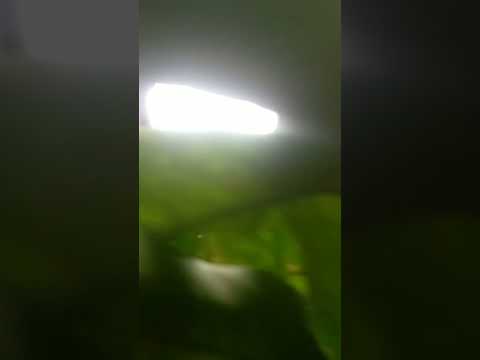 Estetikfidio Shortfidio