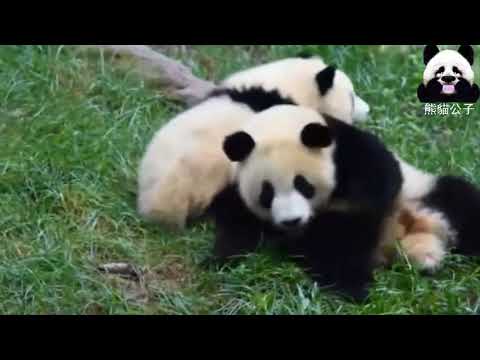 Panda fight兩個熊貓打架熊猫宝宝打架都这么可爱 kungfu Panda
