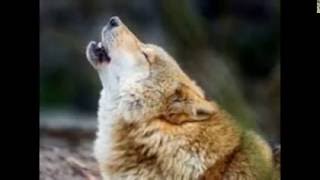 Savage wolves3