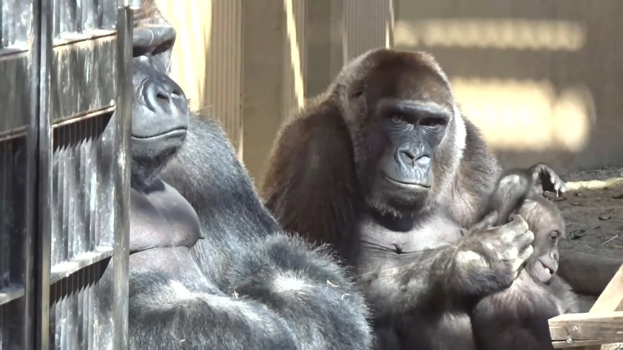 Горилла⭐️Генки смотрит на Момотаро и просит его помочь защитить Кинтаро от Гентаро. 【Момотаро】