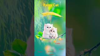 Rainy Cat Video