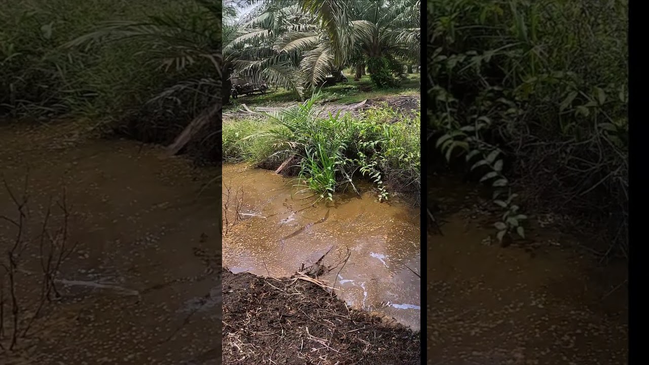 TEKEJOD BETA. SAMBARAN GABUS DI DEPAN MATA 