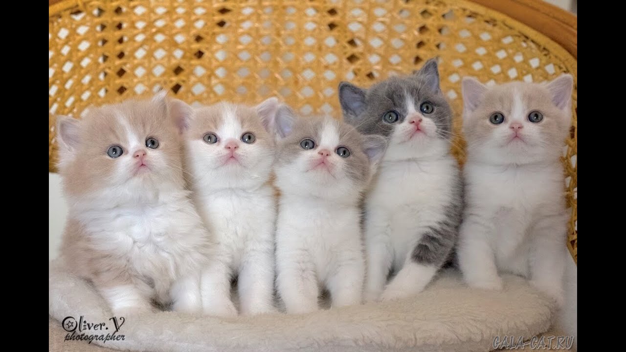 💀FNAF первый раз💀 