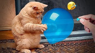 🙀🐶 Funny Dog And Cat Videos 😘🤣 Funniest Animals # 15