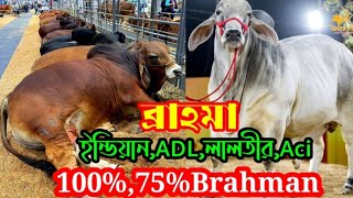 ADL 100% ব্রাহমা,লালতীর ৭৫% ব্রাহমা,ইন্ডিয়ান SAG 5 Star ব্রাহমা ১০০%,Aci 75%ব্রাহমা।The biggest Bull