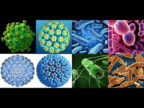 Video: Viruslar bir hujayrali organizmlarmi?