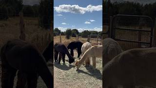 Happy Alpacas Living the Good Life offgrid homestead shorts