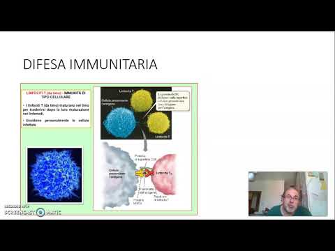 Video: Sviluppo Di Un Anticorpo Monoclonale Specifico Per Il Dominio Endonucleasico Della Proteina Umana LINE-1 ORF2