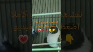 حمام لاحم فرنساوي بيور