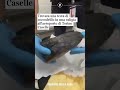 Trovata una testa di coccodrillo in una valigia all’aeroporto di Torino Caselle