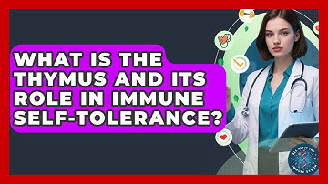 What Is The Thymus And Its Role In Immune Self-tolerance? - All About the Immune System