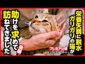 【野良猫 保護】自ら助けを求めて訪ねてきた猫...「孤独」と「恐怖」しかなかった日々から、少しずつ世界が広がっていく【後編】