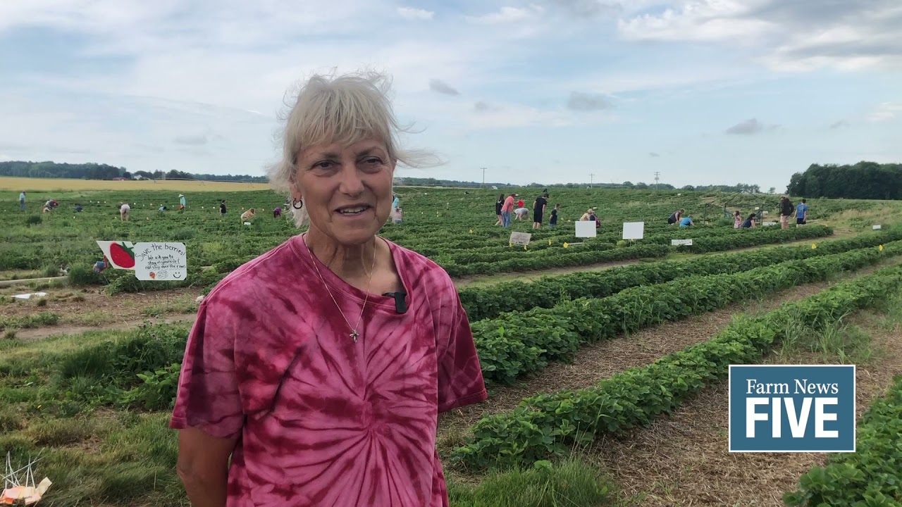 u-pick season is in full swing at Huhn Strawberry Farm