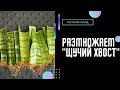 РАЗМНОЖЕНИЕ САНСЕВИЕРИИ "щучий хвост". ПРОСТОЙ способ #сансевиерия