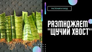 РАЗМНОЖЕНИЕ САНСЕВИЕРИИ \