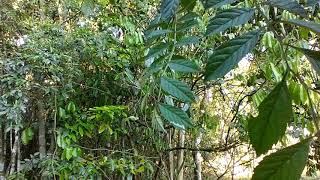 Caroba ou jacarandá.