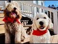 THE TRUTH ABOUT GOLDENDOODLES!! IS IT THE RIGHT BREED FOR YOU?