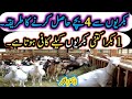 Goat farming tips ll how to get more kids from goat ll         ll dr