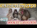 【最新】今日のパンチくんをお届けします🐒2026.3.20 市川市動植物園 Punch the monkey