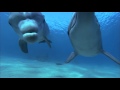 Дельфины в глубоком синем океане 2009г