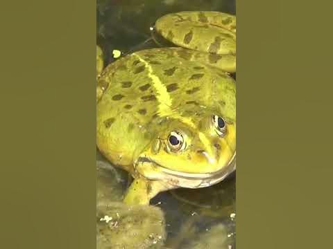 Frosch Geräusche Frosch im Teich YouTube