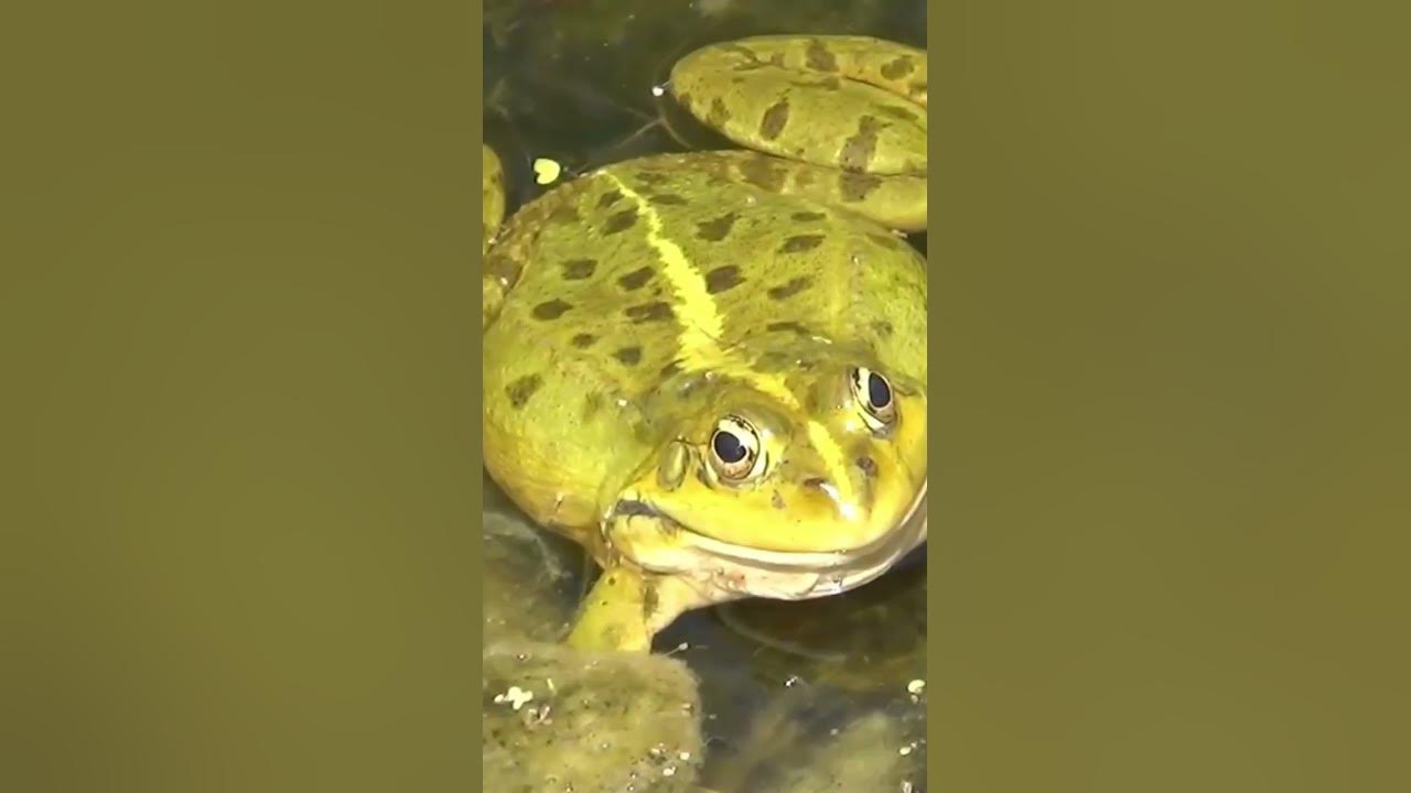 59+ Geräusche Teich, Die pumpen lagen im teich und im schlafzimmer
