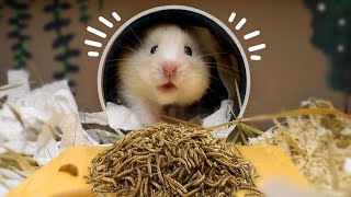 bribing my hamster with worms to prove she still exists by SomethingAnimal 11,186 views 1 year ago 2 minutes, 1 second