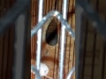 Green cheek conure being protective of the nest box now