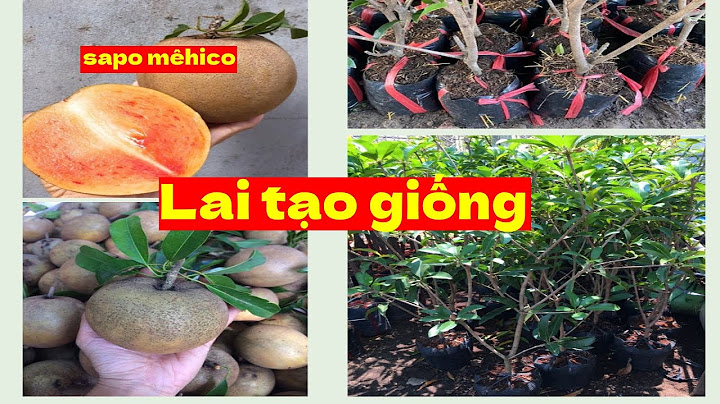 Hướng dẫn lai tạo giống cây ăn quả